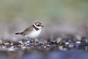 Wall Mural - A juvenile common ringed plover (Charadrius hiaticula) resting and foraging during migration on the beach of Usedom Germany.