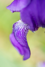 Macro Photo Of A Purple Iris Flower With Drops Of Dew Or Rain In Summer Sunlight On A Green Background