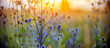 Healing herbs. Eryngium planum. Blue Sea, violet holly healthcare flowers. soft focus, macro view