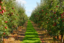 Picture Of A Ripe Apples In Orchard Ready For Harvesting,Morning Shot