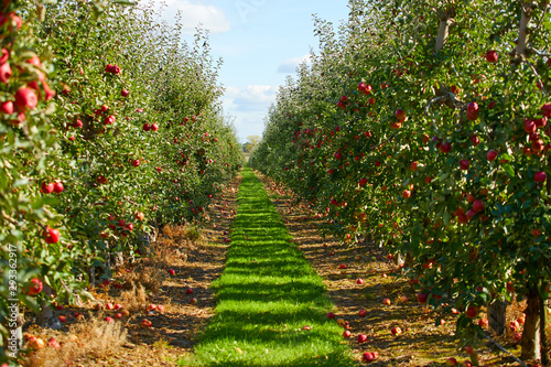Fotomural picture of a Ripe Apples in Orchard ready for harvesting,Morning shot