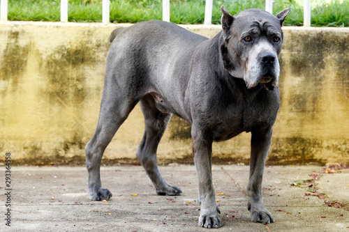 Dog Cane Corso Adult Buy This Stock Photo And Explore