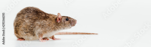 Fotografía panoramic shot of small domestic rat isolated on white