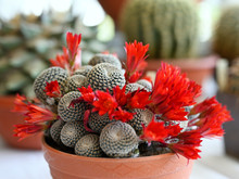 Red Flowers On A Cactus In A Pot.