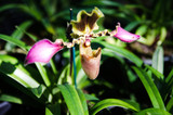 Fototapeta Storczyk - Closeup of Paphiopedeilum or Lady slipper orchid