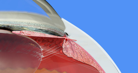 Eye anatomy 12. Iris, cornea, lens, ciliary body, anterior and posterior chambers, limbus, ciliary process. Accurate, highly detailed and realistic illustration showing main parts. Blue background.