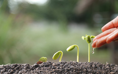 Agriculture. Growing plants. Plant seedling. Hand nurturing and watering young baby plants growing in germination sequence on fertile soil with natural green bokeh background