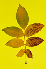 Wall Mural - Two yellow leaves over dark background. Abstract nature background. 