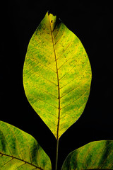 Wall Mural - Cropped shot of green and yellow leaves over black background. Abstract nature background.