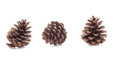 Pine Cones Isolated On A White Background