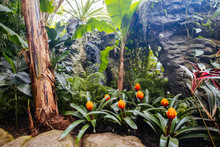 Christchurch Botanic Gardens Conservatory New Zealand