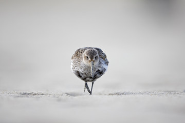 Wall Mural - A dunlin (Calidris alpina) resting and foraging during migration on the beach of Usedom Germany.