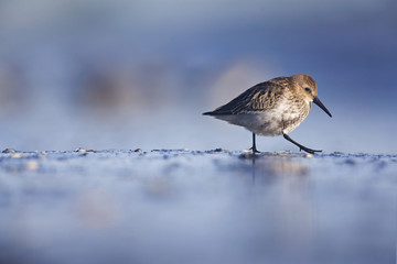 Wall Mural - A dunlin (Calidris alpina) resting and foraging during migration on the beach of Usedom Germany.