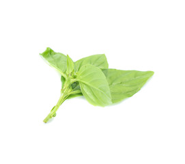 Close up green basil herb leaves isolated on white background.