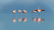 Wild African Birds. Group Birds Of Pink African Flamingos  Walking Around The Lagoon And Looking For Food
