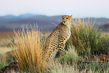 cheetah on the hunt in the late afternoon in a game reserve in the karoo in south africa with copy s
