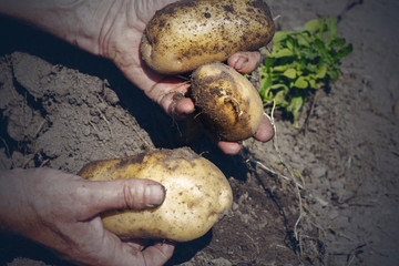 Fresh organic potatoes from the soil, harvesting, manual harvesting.