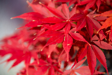 Wall Mural - maple red leaves full bloom during autumn as for season background.