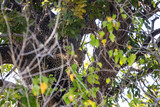 Fototapeta Zwierzęta - leopard hidden on a camouflaged tree, leopard snout looks at the lens between the branches of a tree. leopard hidden in the vegetation in africa. Stealthy predators hidden in the trees