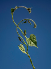 Two Young Vines With Heart Shaped Green Leaves Embrace Each Other In The Morning Sunshine Against A Deep Blue Background