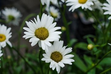 Chamomile summer in the field. Matricaria summer meadow.