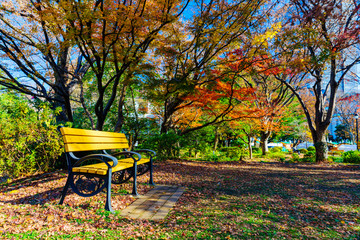 Wall Mural - Landscape of Japanese autumn color leaves and bench in autumn Japan