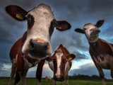 Low angle shot of three cows in the pasture with the background of the cloudy sky
