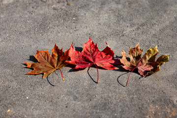 Three fallen maple leaves on a gray asphalt sidewalk