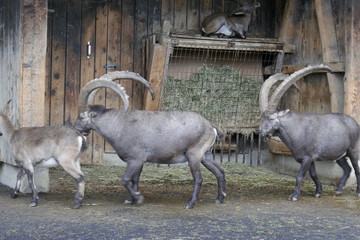 Wall Mural - Mountain goats in alps