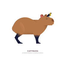 Capybara Wild Animal On Isolated Background