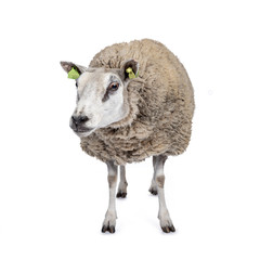 Wall Mural - Full body shot of common white sheep in full wool, front view. Looking beside camera. Isolated on white background.