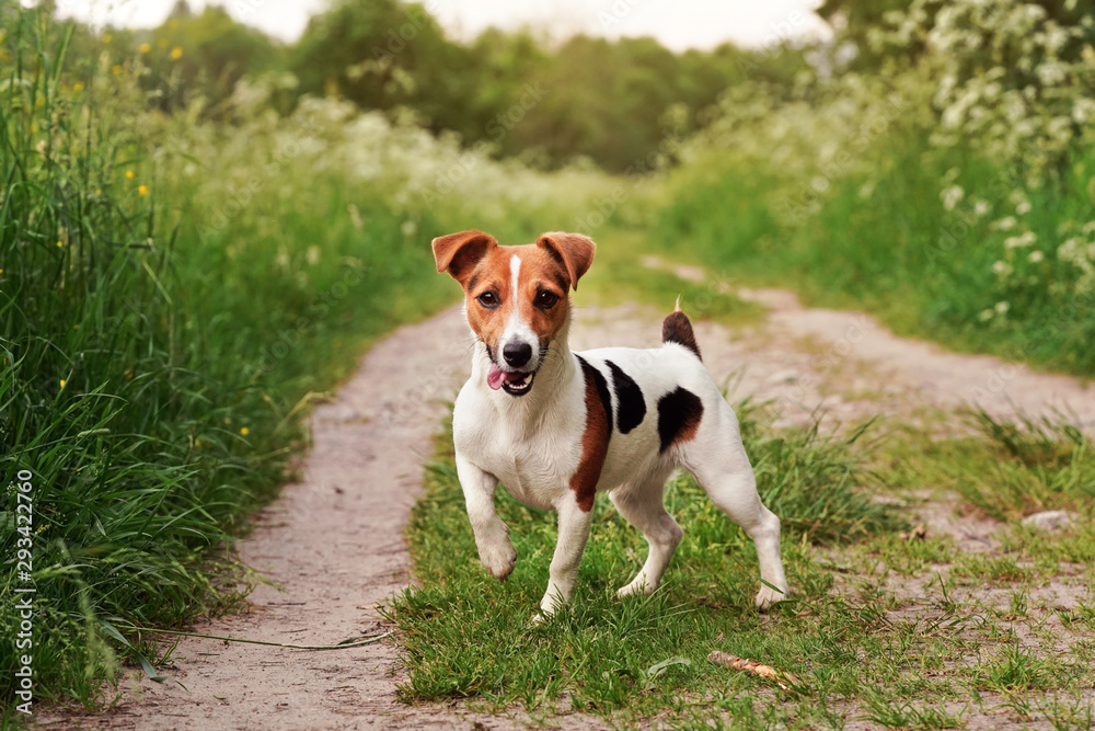 Small Jack Russell terrier standing on country road, tongue out, one leg up, looking attentive, grass on both sides of path, blurred sun lit trees in background - obrazy, fototapety, plakaty 