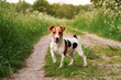 Small Jack Russell terrier standing on country road, tongue out, one leg up, looking attentive, grass on both sides of path, blurred sun lit trees in background