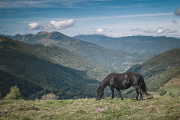 Wall Mural - Merens horse - Ariège pony