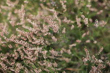 Purple Common Heather (Calluna Vulgaris) 