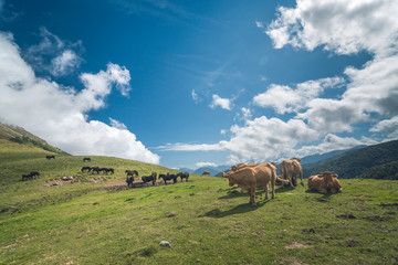 Wall Mural - Horses and cows in the French pyrenees mountains