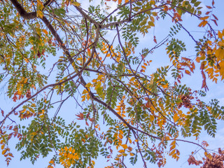 autumn colored tree foliage on blue sky autumnal scene concept photo