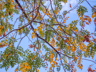 autumn colored tree foliage on blue sky autumnal scene concept photo