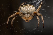Spider In Web Waits Victim