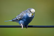 Budgie Bird ( Melopsittacus undulatus ) Sitting On A Wire