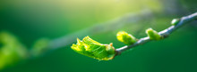Fresh Young Green Leaves Of Twig Tree Growing In Spring. Beautiful Leaf Natural Background