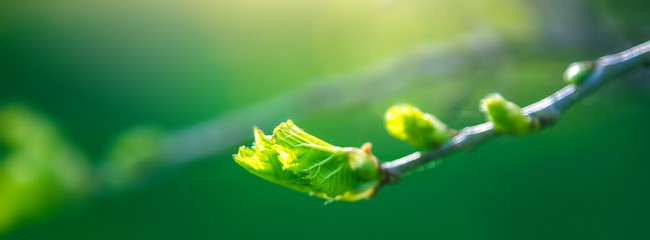 Fresh young green leaves of twig tree growing in spring. Beautiful leaf natural background