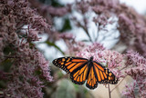 Fototapeta Paryż - Monarch Butterfly 2