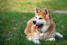 Nice Akita Dog In The Park
