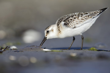 Wall Mural - A sanderling (Calidris alba) resting and foraging during migration on the beach of Usedom Germany.