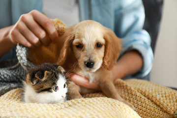 Poster - Owner with adorable little kitten and puppy, closeup