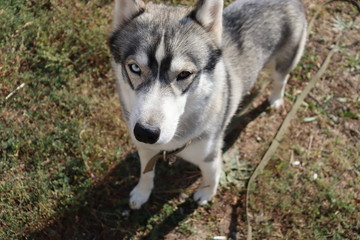  Siberian Husky