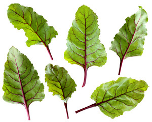 Wall Mural - beet leaves isolated on white background