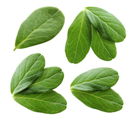 Wall Mural - cowberry leaves isolated on white background.