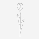 Fototapeta Tulipany - Flower tulip one line draw, vector illustration